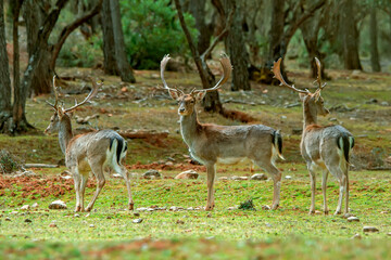 Gamo macho en el parque natural de Cazorla, Segura y Las Villas.