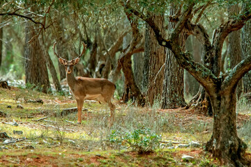 Gamo macho en el parque natural de Cazorla, Segura y Las Villas.