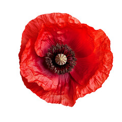 Bright Red Poppy Flowers Isolated On A Transparent Background