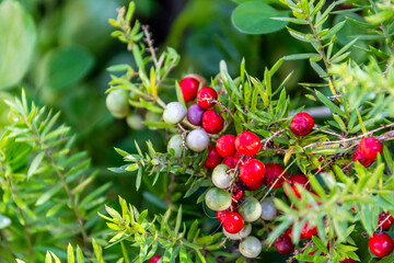 Obraz premium Asparagus schoberioides pertenece a la familia Asparagaceae.