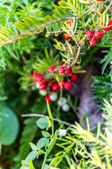 Asparagus schoberioides pertenece a la familia Asparagaceae.