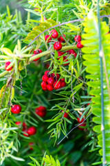 Asparagus schoberioides pertenece a la familia Asparagaceae.