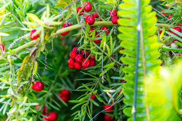 Asparagus schoberioides pertenece a la familia Asparagaceae.