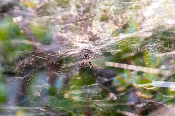 Citrofora citricola pertenece a la familia Araneidae.