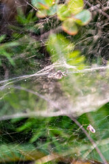 Citrofora citricola pertenece a la familia Araneidae.