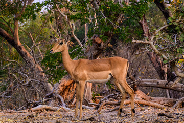 Lateral View of an Impala in front of Trees, Namibia