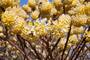 Fototapeta premium Edgeworthia chrysantha shrub