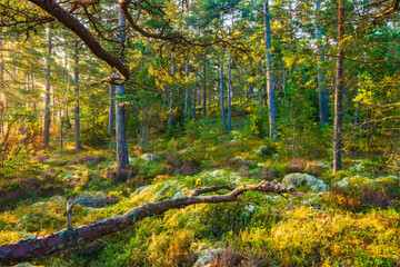 Lush green forest in Sweden with sunlight filtering through tall trees during early morning hours