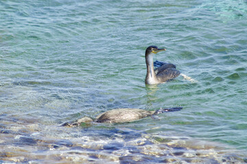 Cormorano (Phalacrocorax carbo). Grand Cormoran. swimming Stintino, SS, Sardegna, Italia