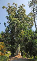 A view from the Botanical Park Garden in Batumi, Georgia