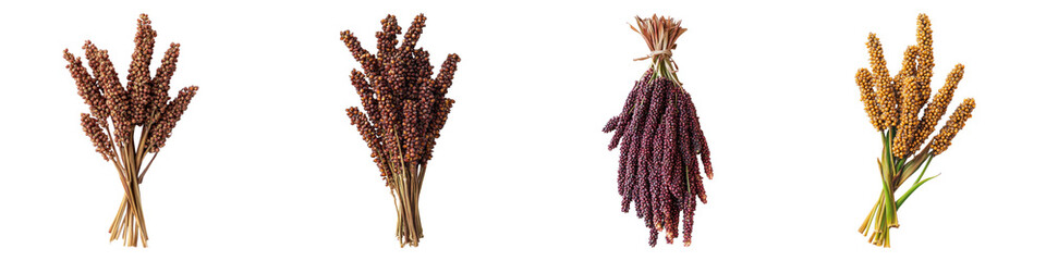 harvested sorghum Isolated on transparent background, PNG, Set of