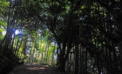 A view from the Botanical Park Garden in Batumi, Georgia