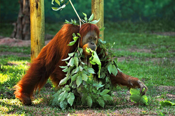Obraz premium An orangutan (Pongo pygmaeus) walking with a tree branch on its head.