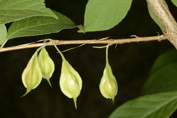 Carolina-Schneeglöckchenbaum,  Halesia carolina L