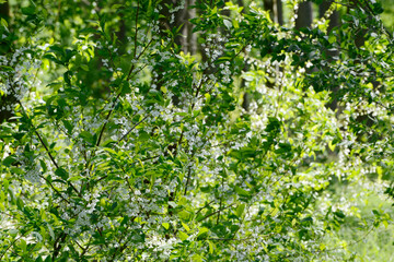 Schneeglöckchenbaum, Silberglocke, Halesia carolina L. © Peter Oetelshofen