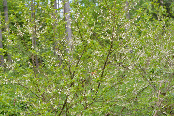 Schneeglöckchenbaum, Silberglocke, Halesia carolina L. © Peter Oetelshofen