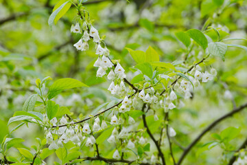 Carolina-Schneeglöckchenbaum,  Halesia carolina L.