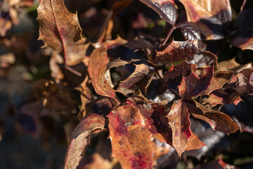 Holly Leaves in Winter with Signs of Decay