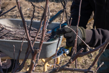 A close-up of pruning shears in a gardeners hands cutting branches. A wheelbarrow filled with trimmed branches is visible in the background. 