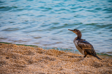 Young cormorant bird standing on the pebble beach on island Cres, Croatia, after hunting underwater for fish