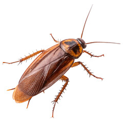 Macro photography of a cockroach isolated on transparent background