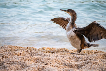 Young cormorant bird standing on the pebble beach on island Cres, Croatia, drying feathers after hunting underwater for fish