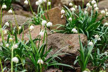White blooming snowdrops. First spring forest flowers