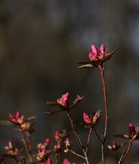 Obraz premium red flower in the garden