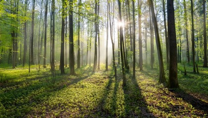 Fototapeta premium dense forest in spring with the sun shining through fog, creating a magical atmosphere
