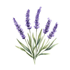 Naklejka premium Watercolor Painting of Lavender Flowers Purple Floral Bouquet Botanical Illustration Nature Art