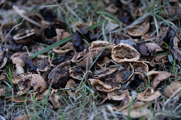 A detailed close-up of scattered walnut shells on the grass. The cracked shells show different textures and natural decay.