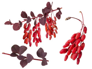 Branches, leaves and red barberry berries isolated on white background