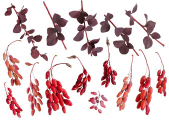 Red barberry berries with branches and leaves set isolated on white background