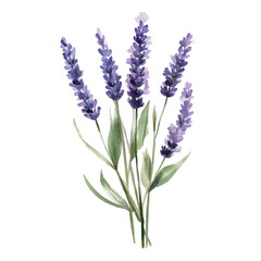 Fototapeta premium Watercolor Painting of Lavender Flowers Purple Floral Bouquet Botanical Illustration