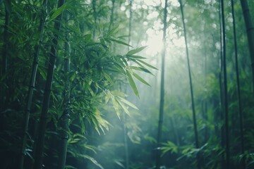 Fototapeta premium Serene Bamboo Forest with Mist and Soft Light Filtering Through Leaves