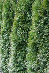 Thujas densely grown from a close distance