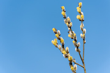 A tree with yellow flowers and white flowers. The tree is in the sky. The sky is blue