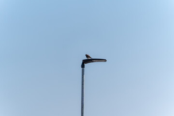 A hawk sits on top of a street lamp. The lamp is on the side of the road.