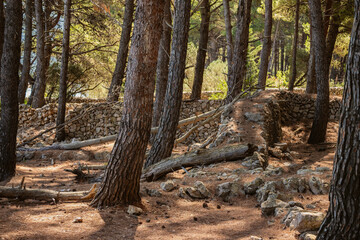 Beautiful, stone drywalls built in the dense pine tree forest at the island of Cres, Croatia