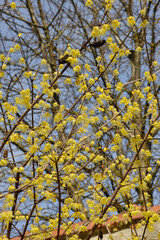 Chinesische Winterblüte, Chimonanthus praecox