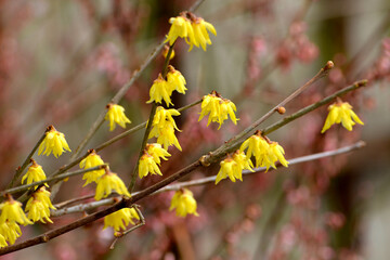 Chinesische Winterblüte, Chimonanthus praecox