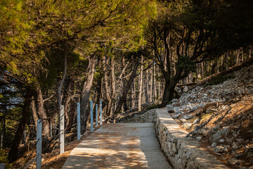 Beautiful pedestrian pathway, used also for cyclists, in the dense, evergreen forest of Cres island, Croatia, above Adriatic sea