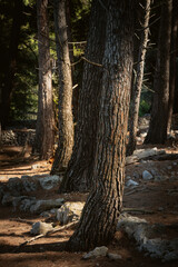 Dense, pine forest on the steep terrain at the island of Cres, Croatia