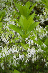 Virginischer Schneeflockenstrauch, Chionanthus virginicus