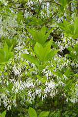 Virginischer Schneeflockenstrauch, Chionanthus virginicus
