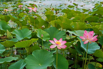 A huge pond with blooming lotuses. Summer. Blossom. Ecotourism. Zen.