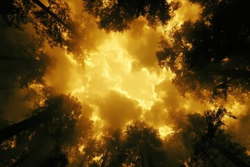 Fototapeta premium Dramatic Symmetry of Trees Against a Golden Sky and Clouds Above