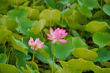 A huge pond with blooming lotuses. Summer. Blossom. Ecotourism. Zen.