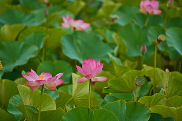 A huge pond with blooming lotuses. Summer. Blossom. Ecotourism. Zen.
