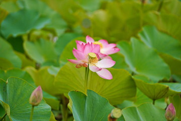 A huge pond with blooming lotuses. Summer. Blossom. Ecotourism. Zen.